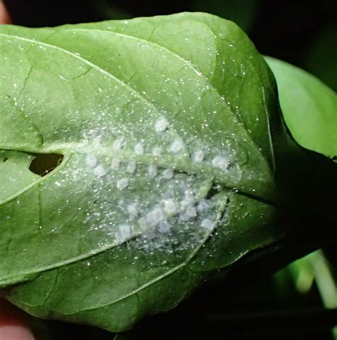 white eggs on plants